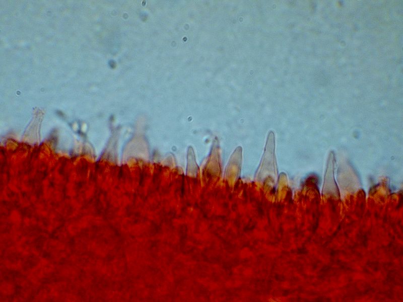 Baeospora myriadophylla    (Peck)   Singer, (1938)